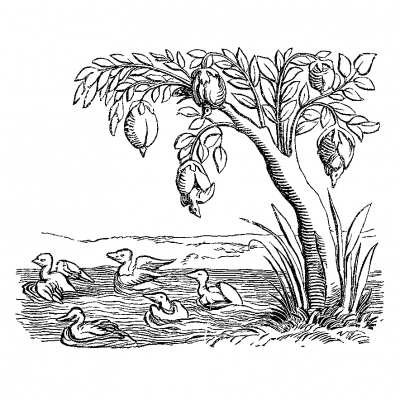 The holistic Tale of Moon Goose and Fruits de Mer Records