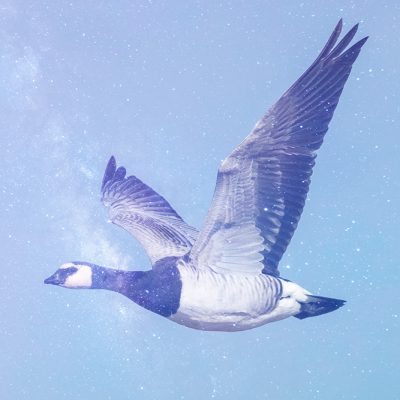 Follow-up on the EU shipping madness